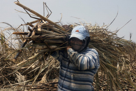 Sugar cane workers