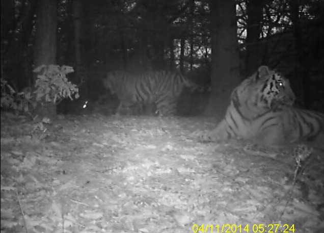tiger