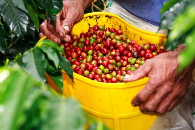 Colombia predicts boost in coffee output for 2015