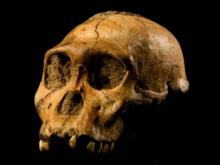 Australopithecines