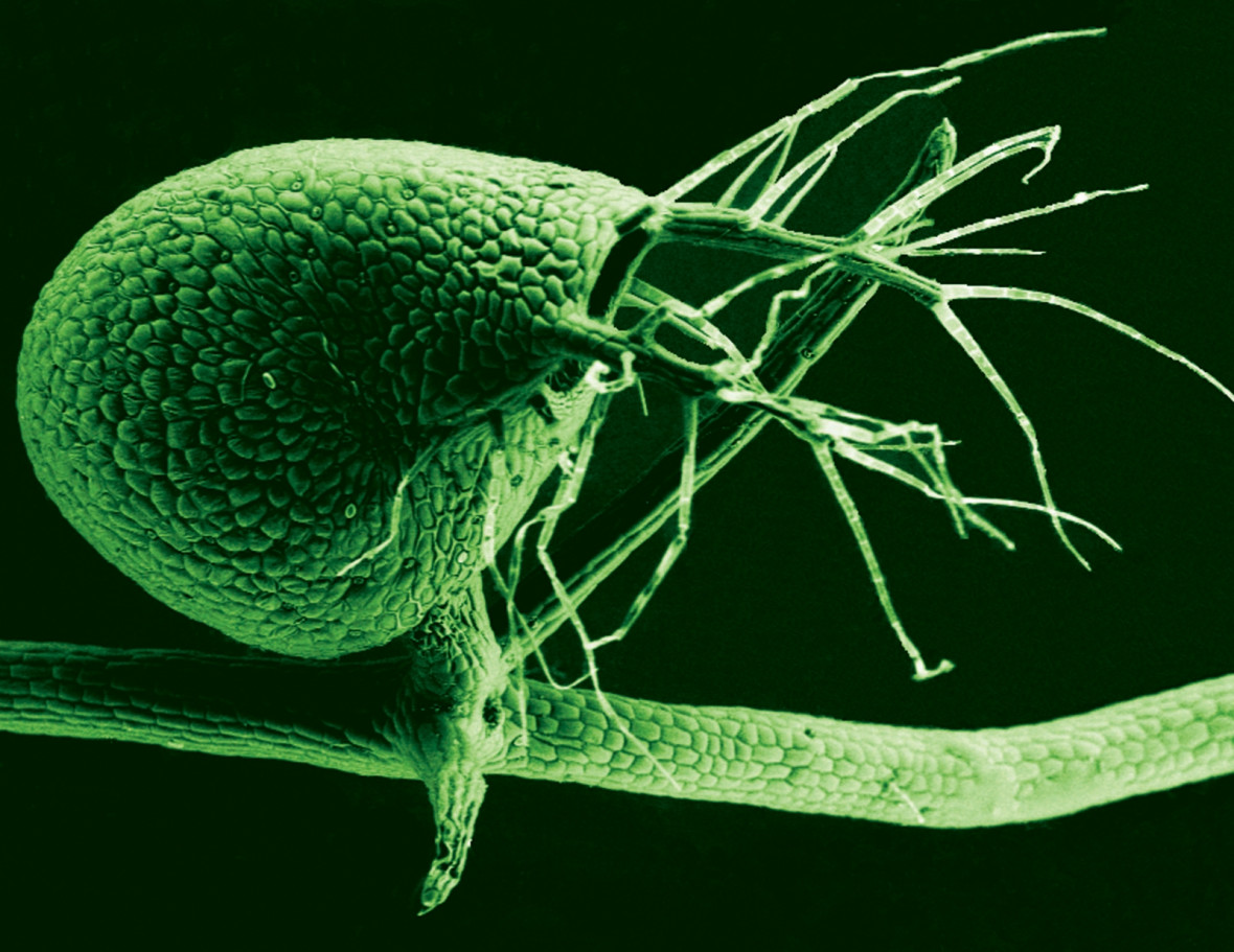 bladderwort bladderwort