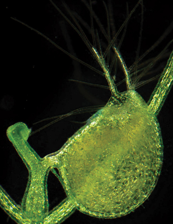 bladderwort