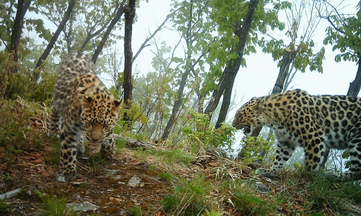 amur leopard amur leopard