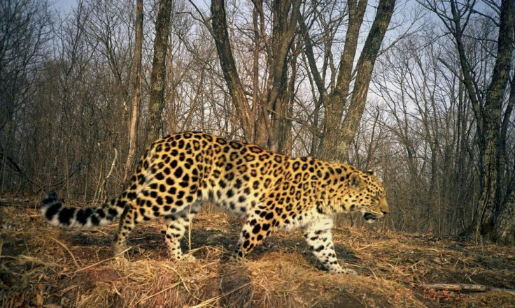 amur leopard