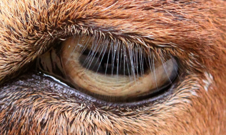 eyelash