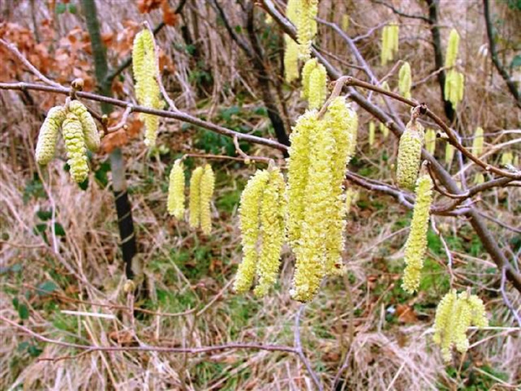 Catkins, First Sign of Spring, Maze Park, Middlesborough