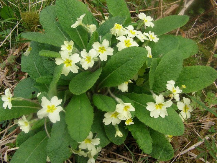 Primroses