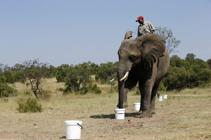 elephants