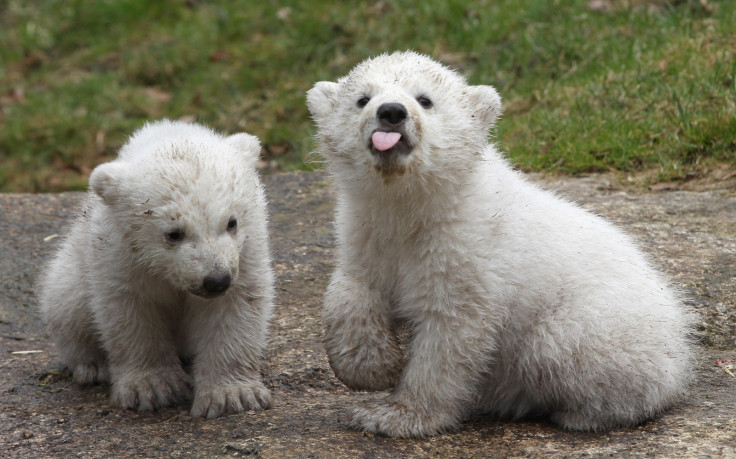 polar bear cubs