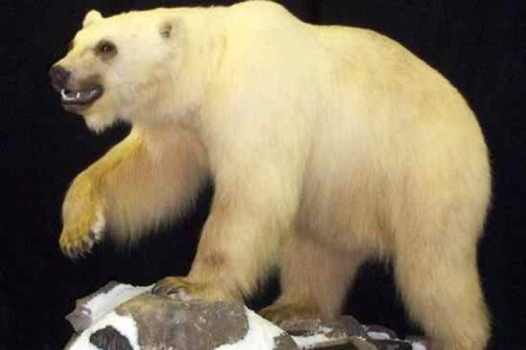 Grizzly-polar bear