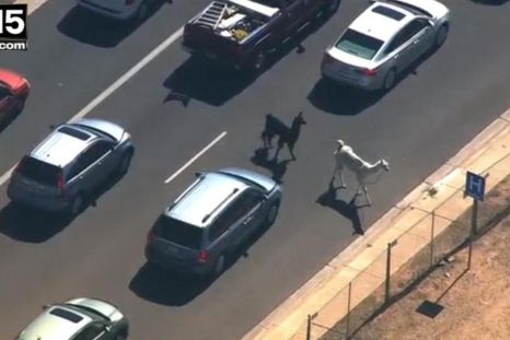 Llamas and #TheDress break the internet