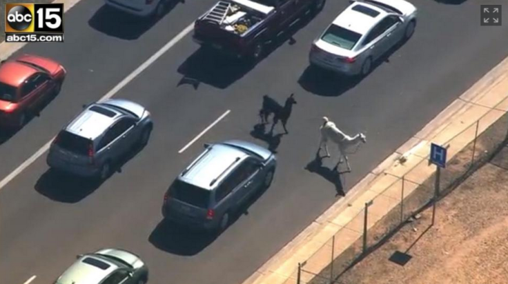 Llamas and #TheDress break the internet