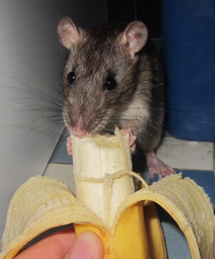 rat eating banana