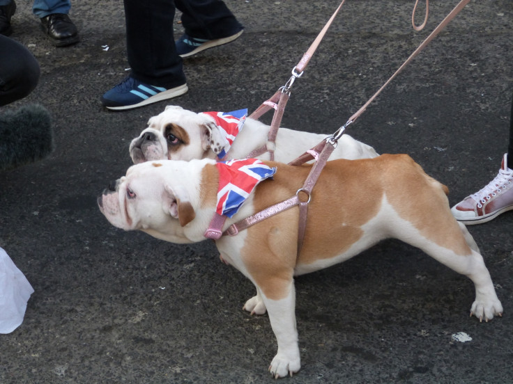 Pegida UK bulldogs