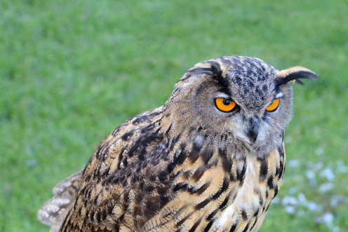 An eagle owl is attacking residents.
