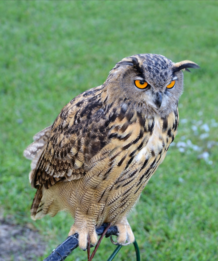 An eagle owl is attacking residents.