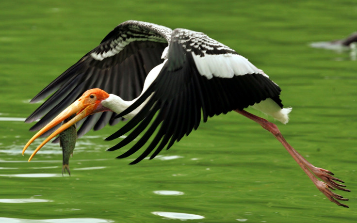 PAINTED STORK