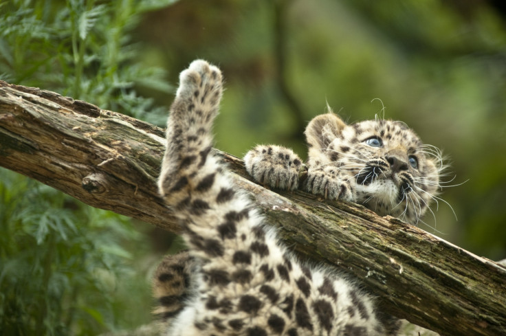 Amur leopard