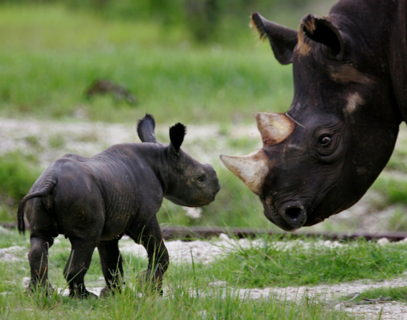 western black rhino