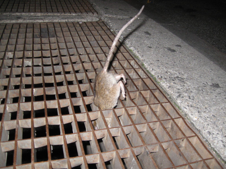 New York rat