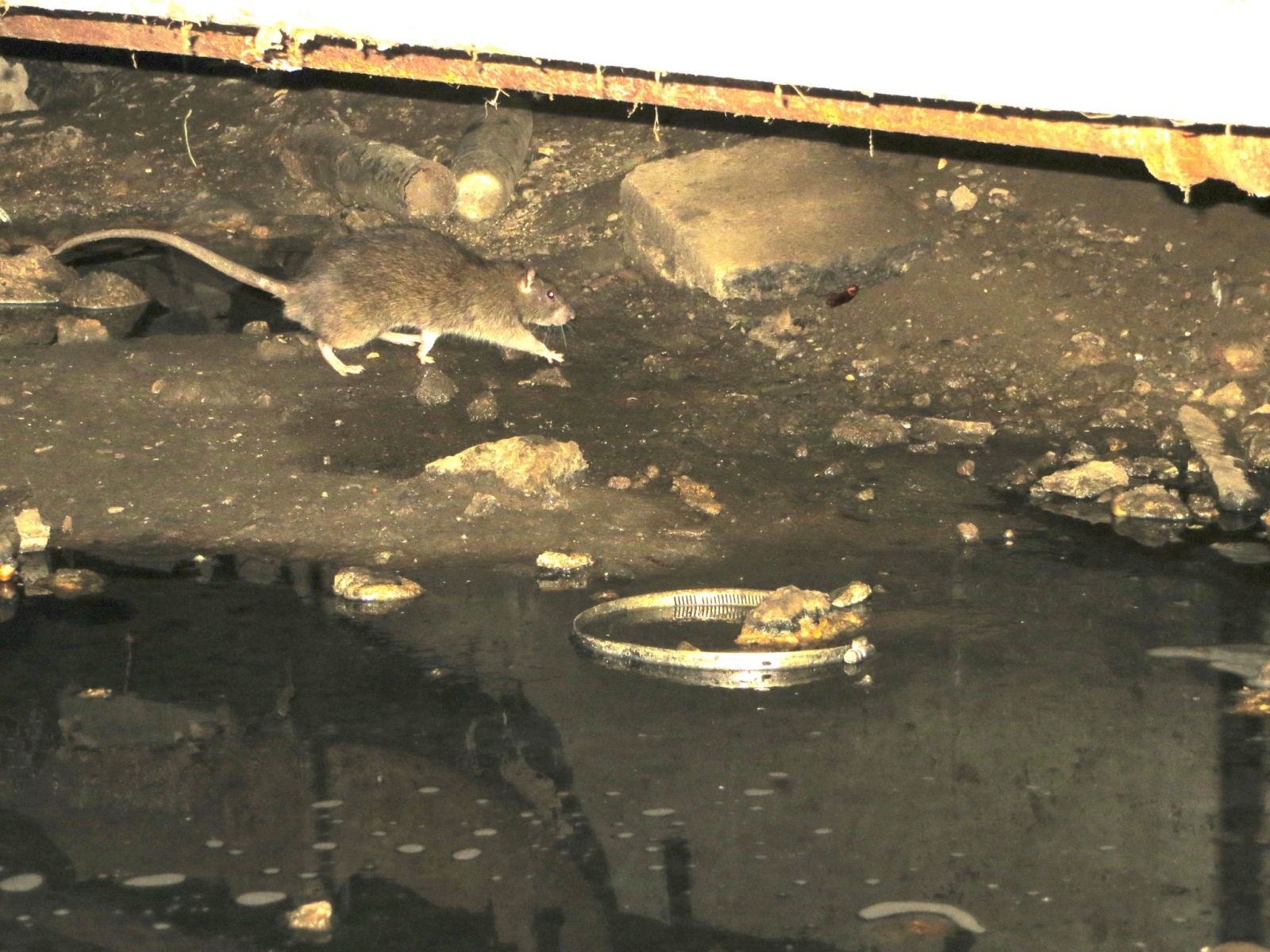 Rats in New York carry fleas capable of transmitting the Black Death