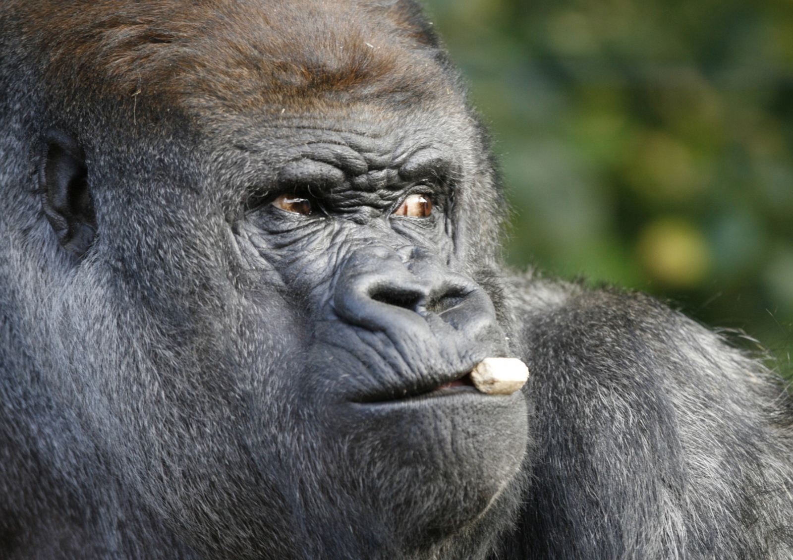 west lowland gorilla