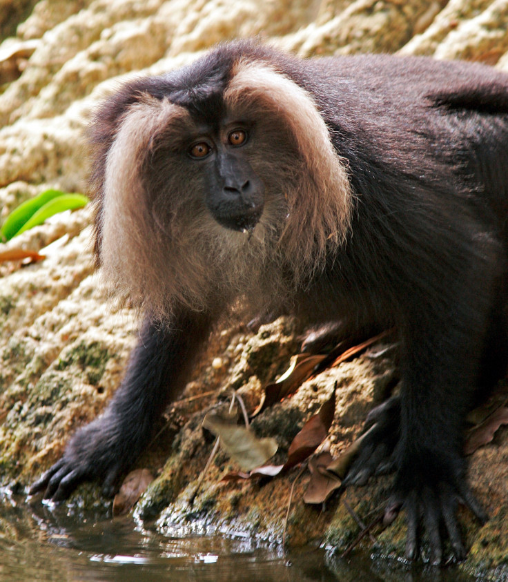 MACAQUE