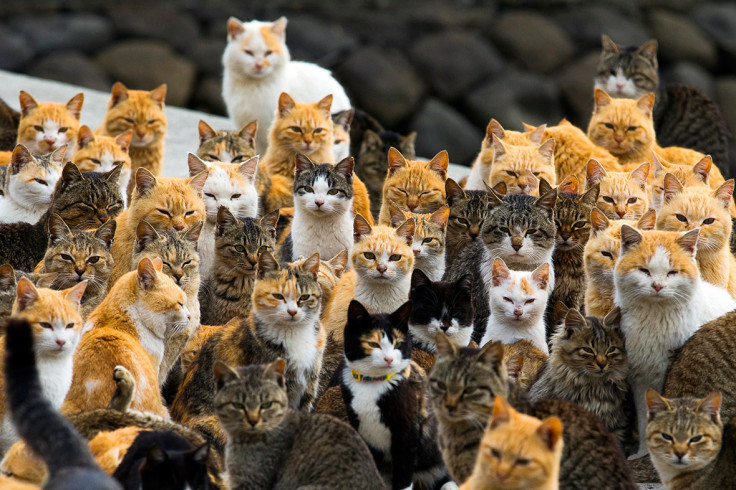 Aoshima cat island Japan