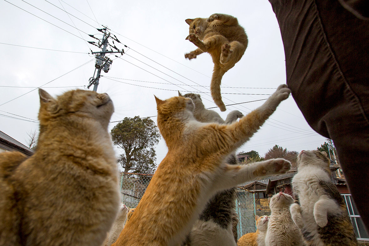 Aoshima cat island Japan