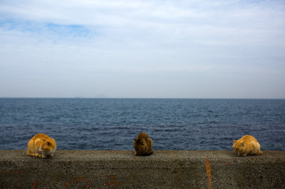 Aoshima cat island Japan