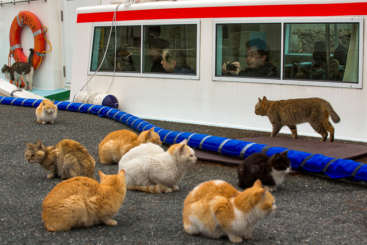 Japan's cat island A visit to Aoshima, where cats outnumber people by