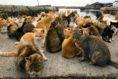 Aoshima cat island Japan