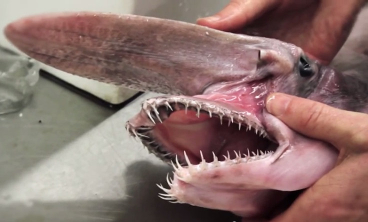 Goblin shark