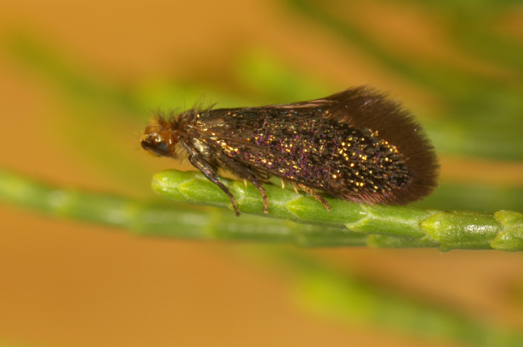 CSIRO enigma moth