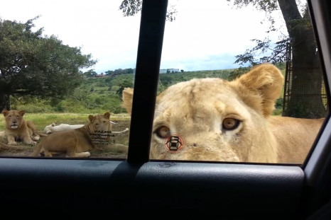 lion opens car door