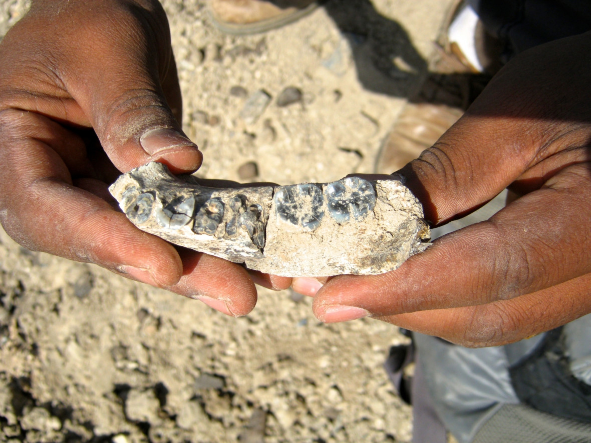 earliest homo fossil earliest homo fossil