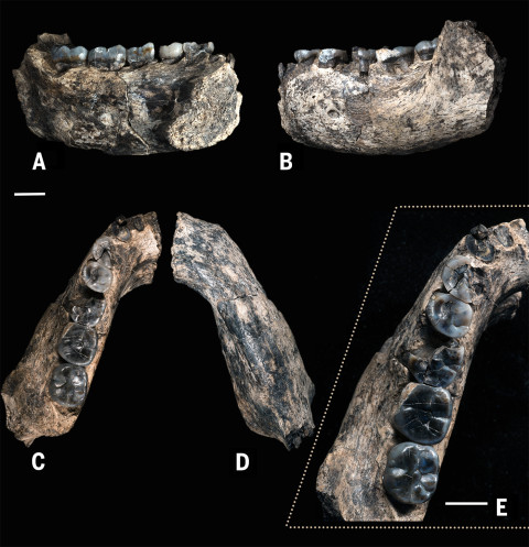 earliest homo fossil