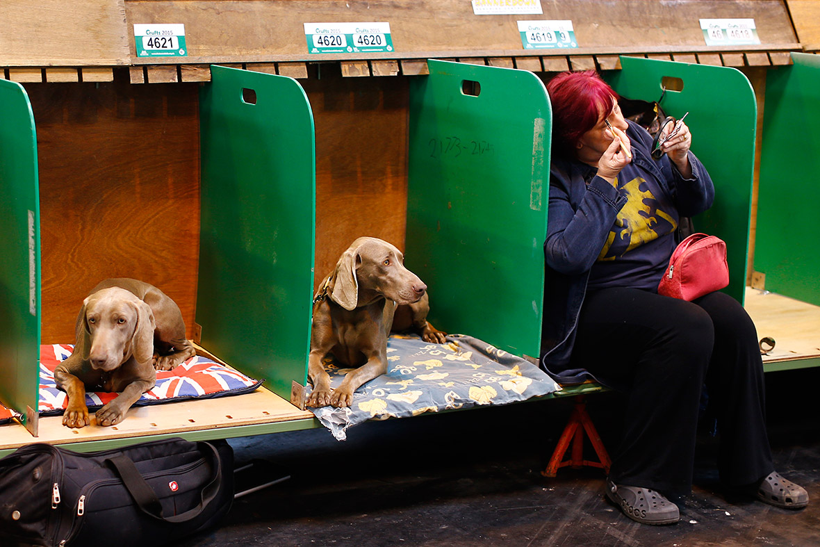 Crufts 2015 Nearly 21,500 dogs travel to Birmingham NEC for world's