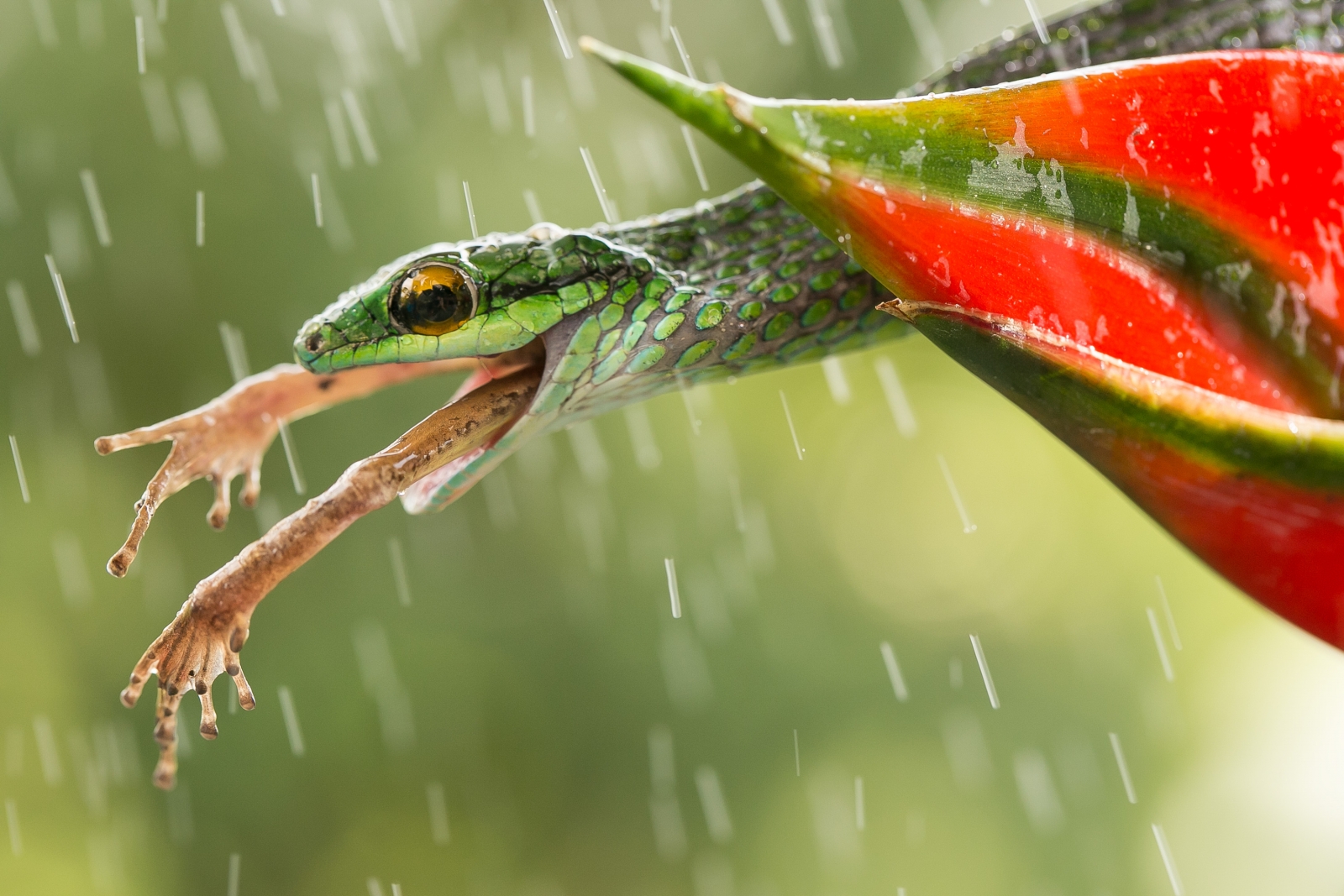 Smithsonian Photo Contest 2015 finalists: Vote for the best wildlife