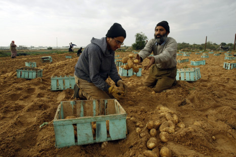 Gaza farmers
