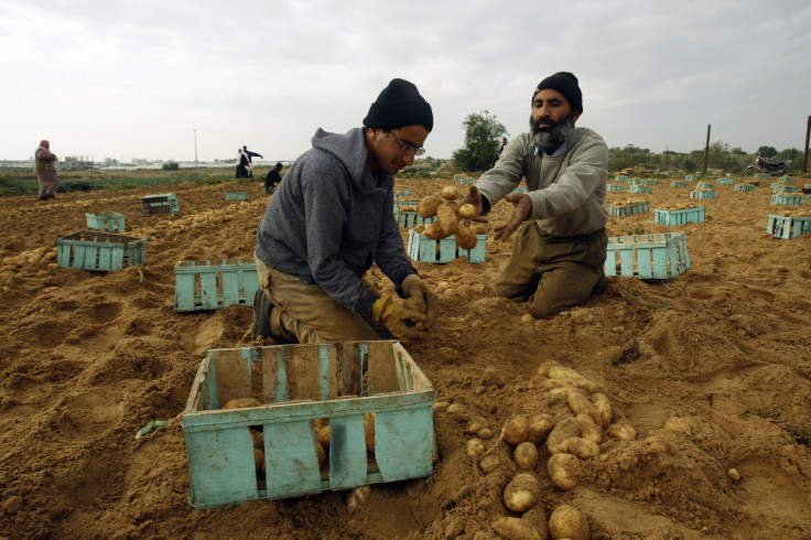 Gaza farmers