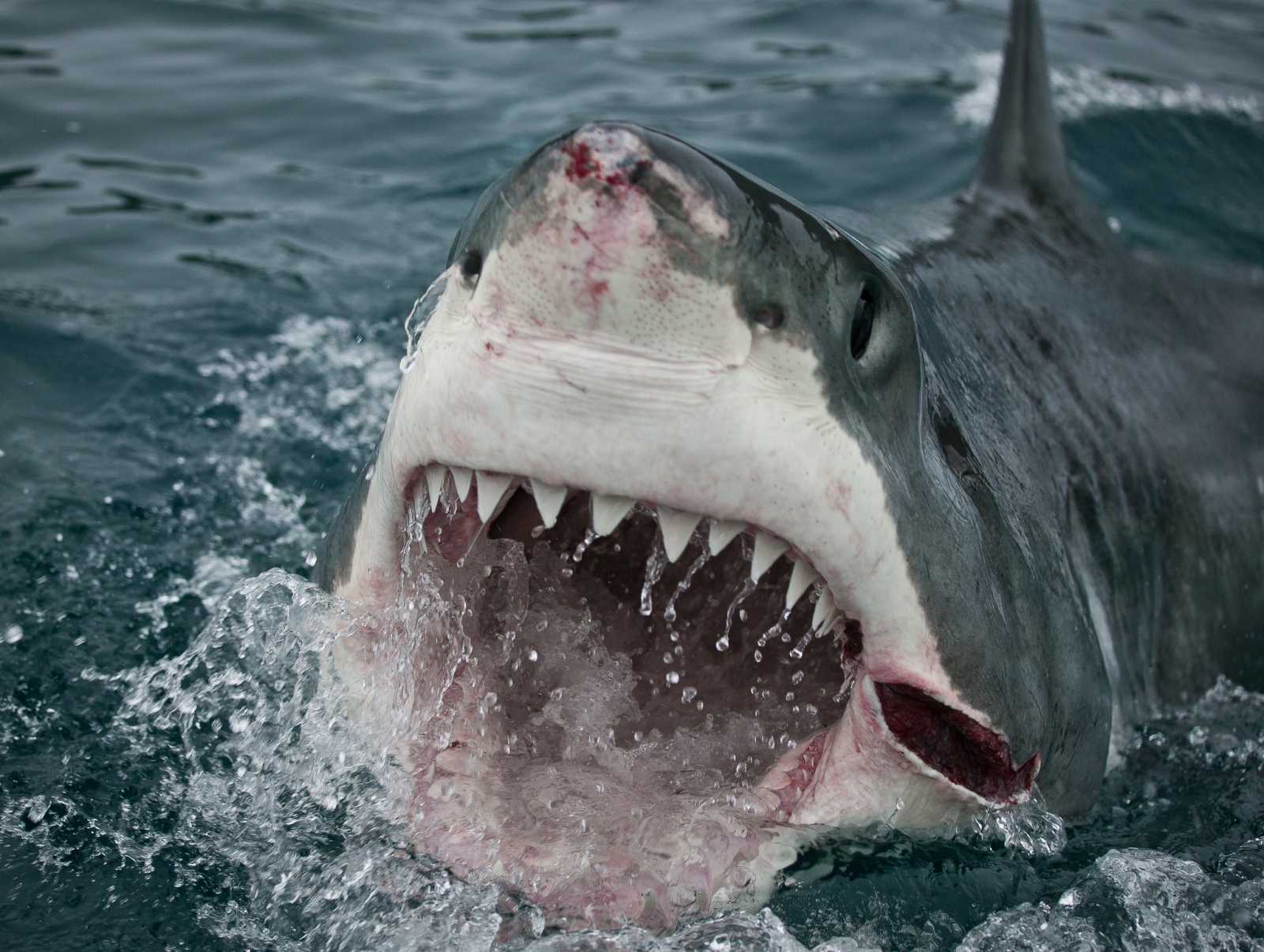 monster great white shark