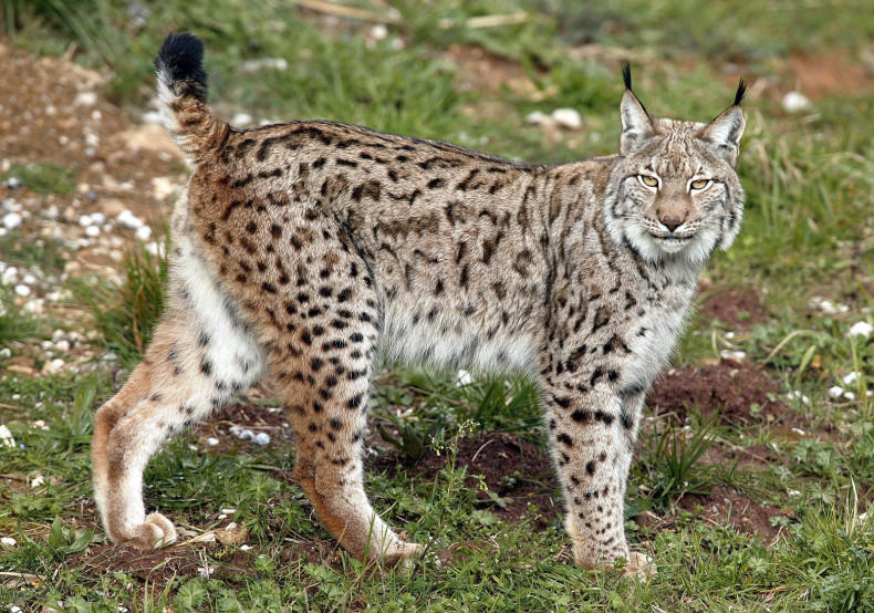 A Eurasian lynx