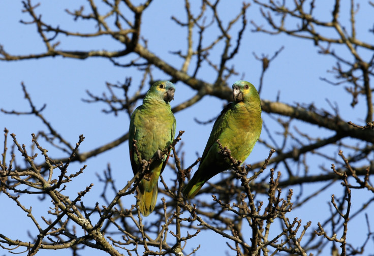 opium addict parrots steals poppy juice