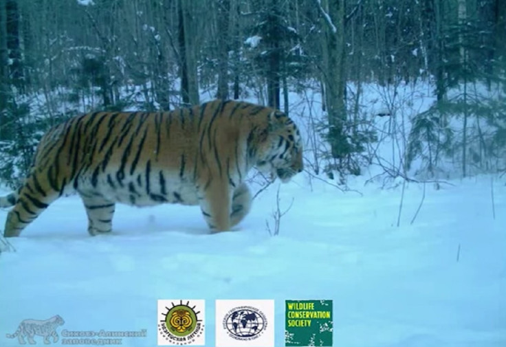 amur tiger family