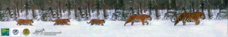 amur tiger family