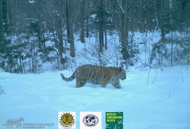 amur tiger family