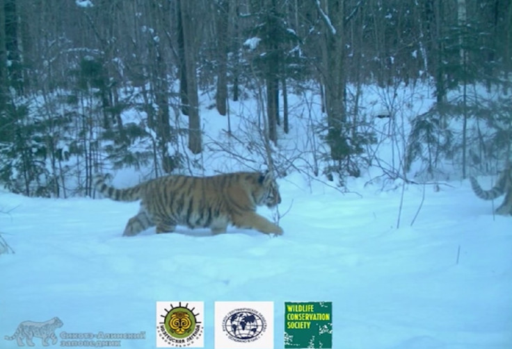 amur tiger family