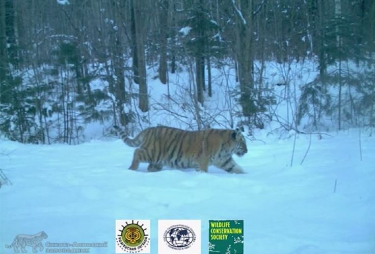 amur tiger family