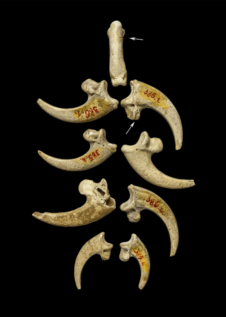 neanderthal jewellery